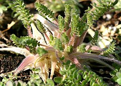 Polemonium chartaceum